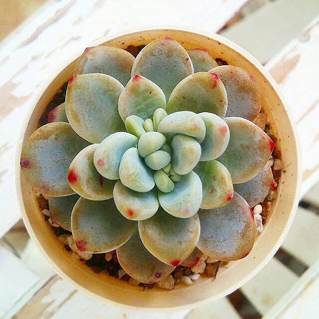 VERANDARJUNさんの実例写真