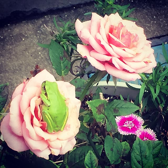 a.yonekuraさんの実例写真