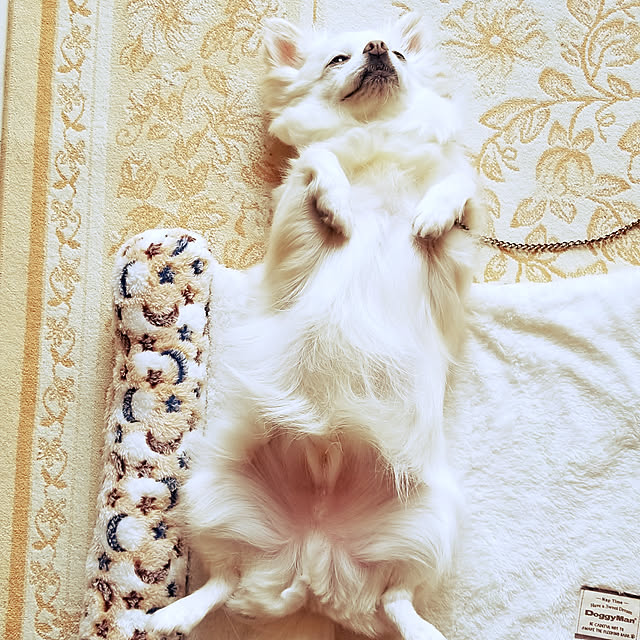 shokoさんの実例写真