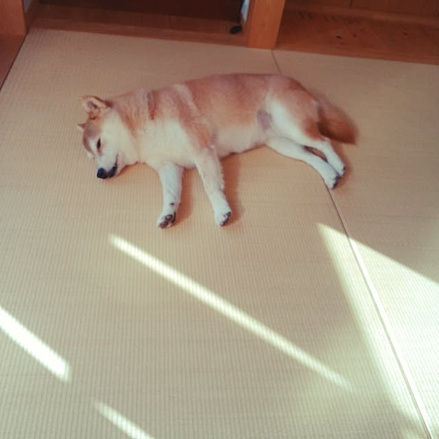wyumeさんの実例写真
