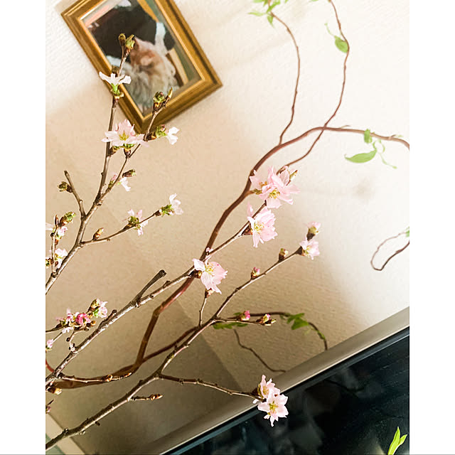 ponchu37さんの実例写真