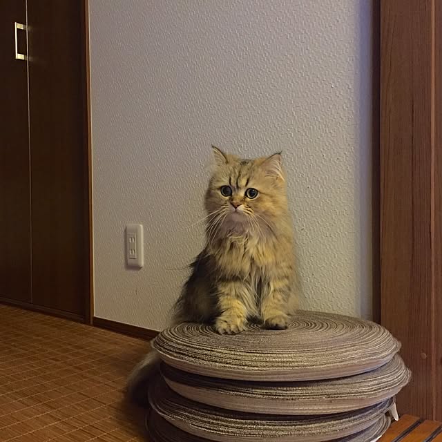 butachanさんの実例写真