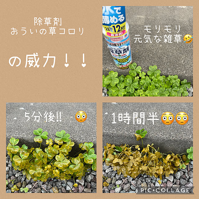 izuさんの実例写真
