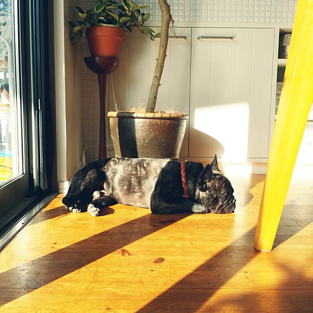 kuuuuさんの実例写真