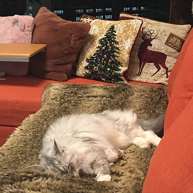 Chitoseさんの実例写真
