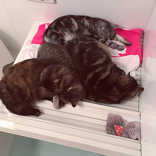 mikomaruさんの実例写真