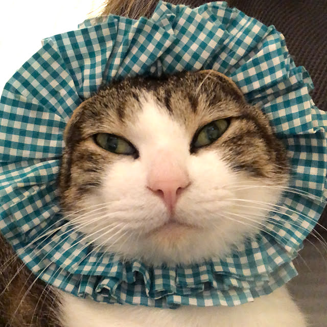 mikenekoさんの部屋