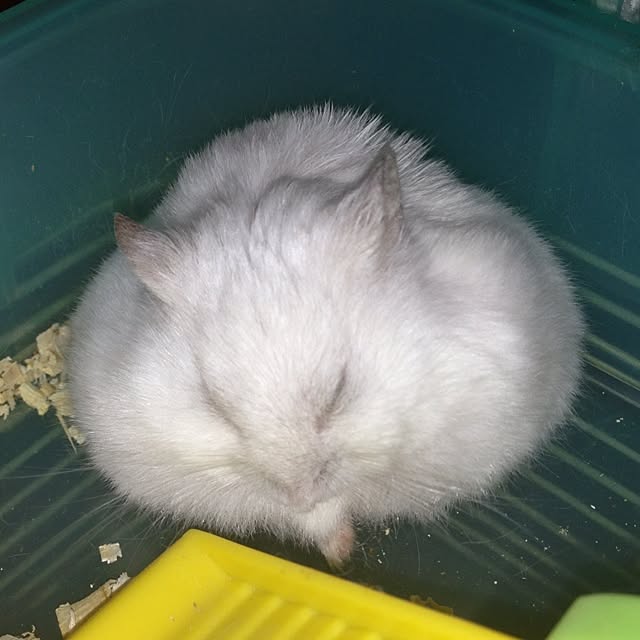 jnjnforesterさんの実例写真