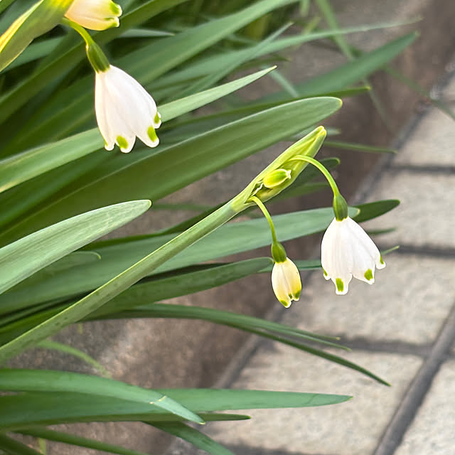 chIoeさんの部屋