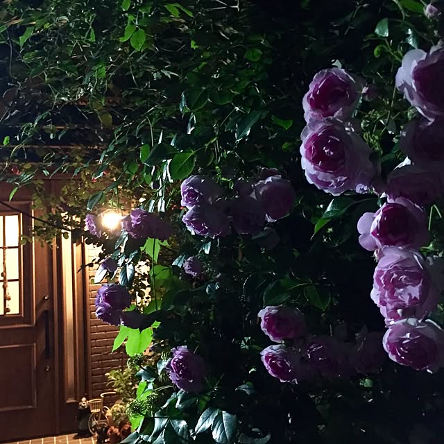 butachanさんの実例写真