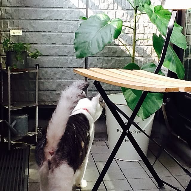Mikaさんの実例写真