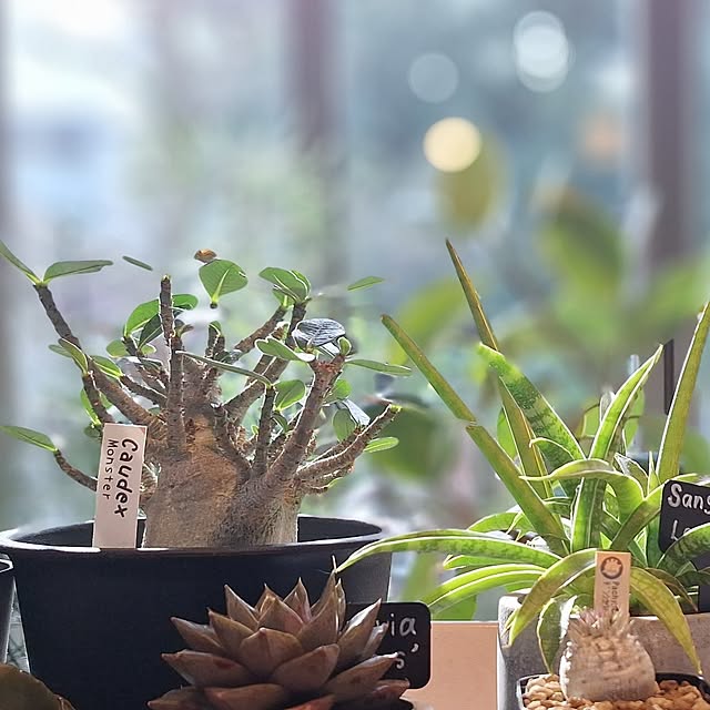 souさんの部屋
