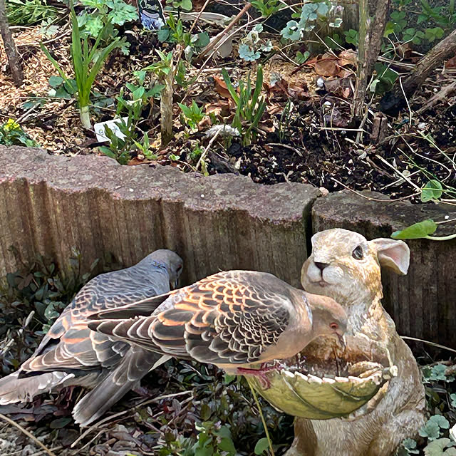 sukkorobiさんの部屋