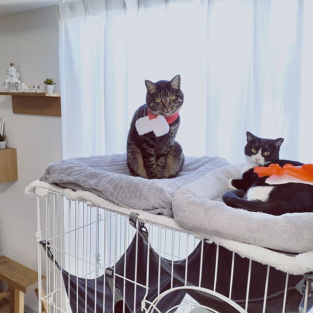 hihaさんの実例写真