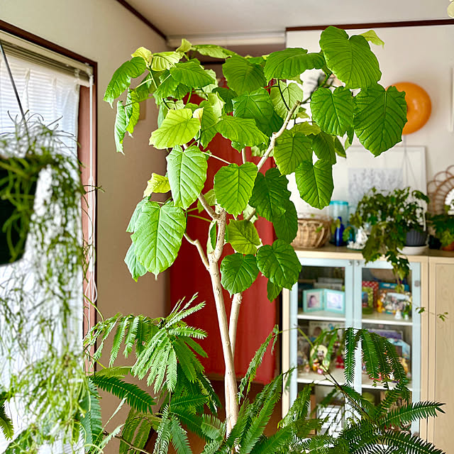 65-24oxoさんの実例写真