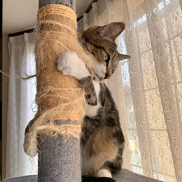 mariさんの実例写真