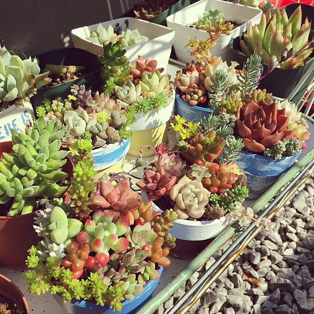 棚/植物/多肉/多肉植物/植物のある暮らしのインテリア実例 - 2017-06-17 05:09:37
