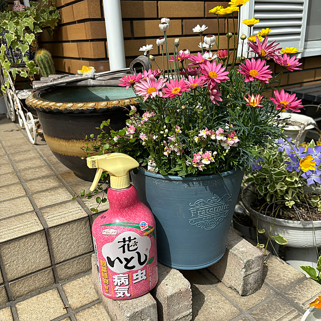 chIoeさんの部屋