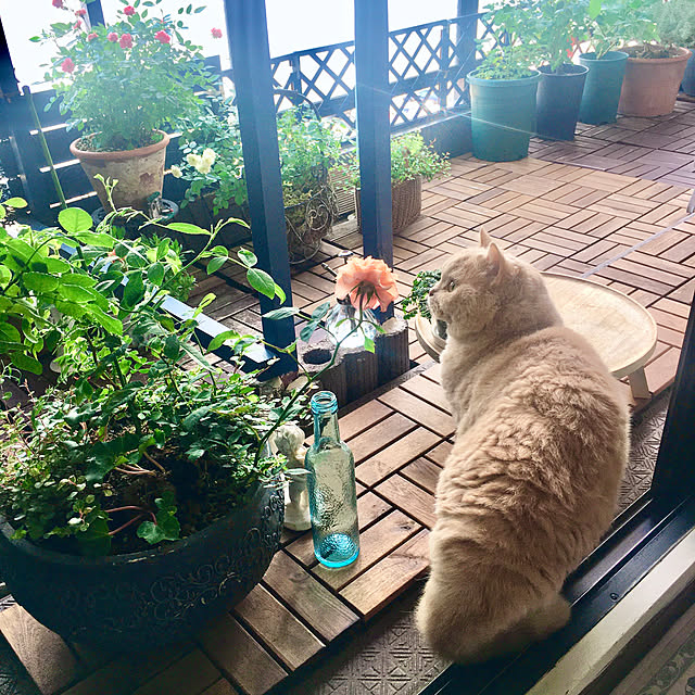 naokoさんの部屋