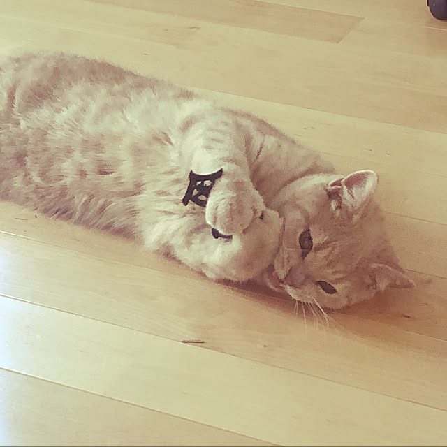 rincocoさんの実例写真