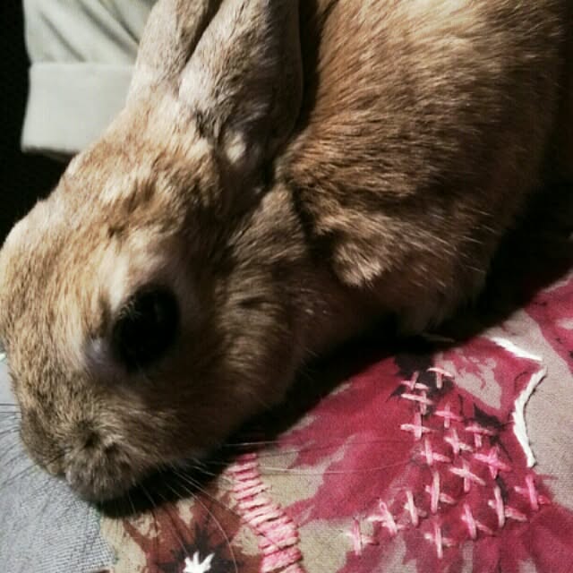 acaさんの実例写真