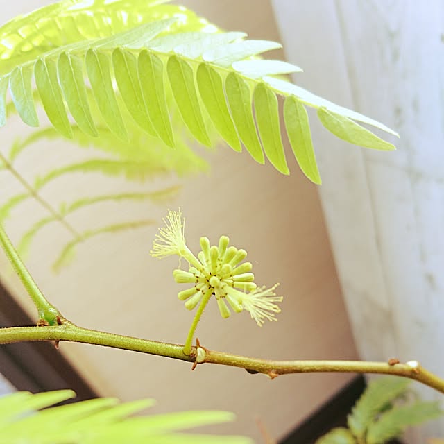 cocosorasakuさんの実例写真