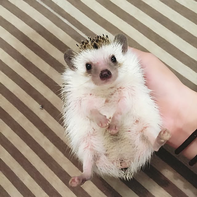 yu_kiさんの実例写真