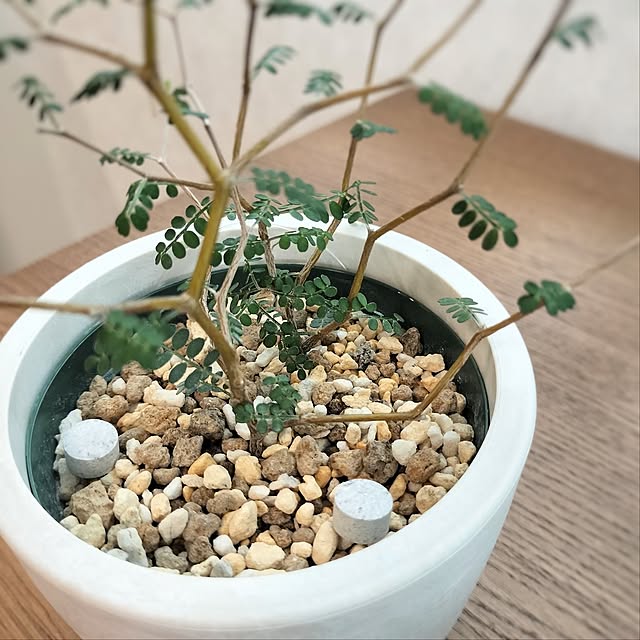 pecoさんの部屋