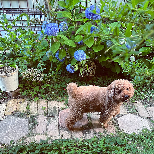 kazuさんの実例写真