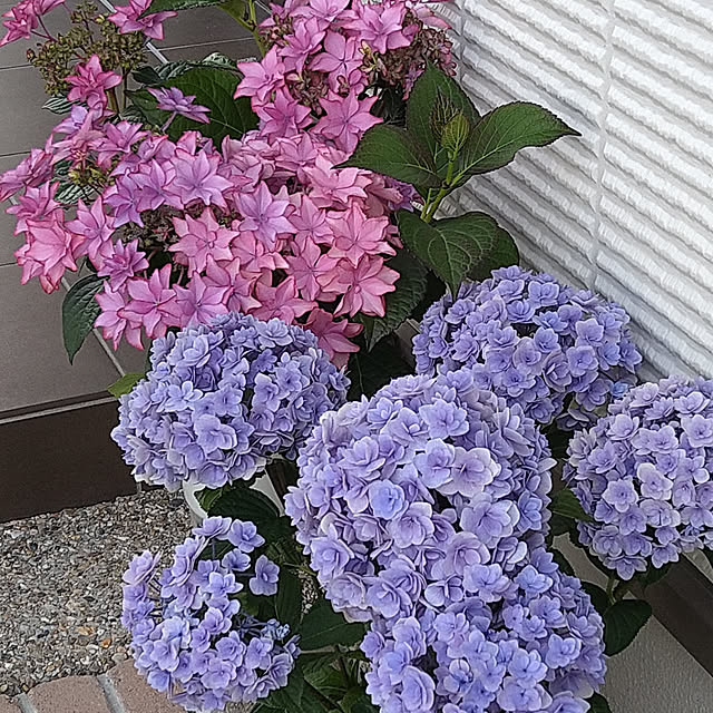 aki.923さんの実例写真
