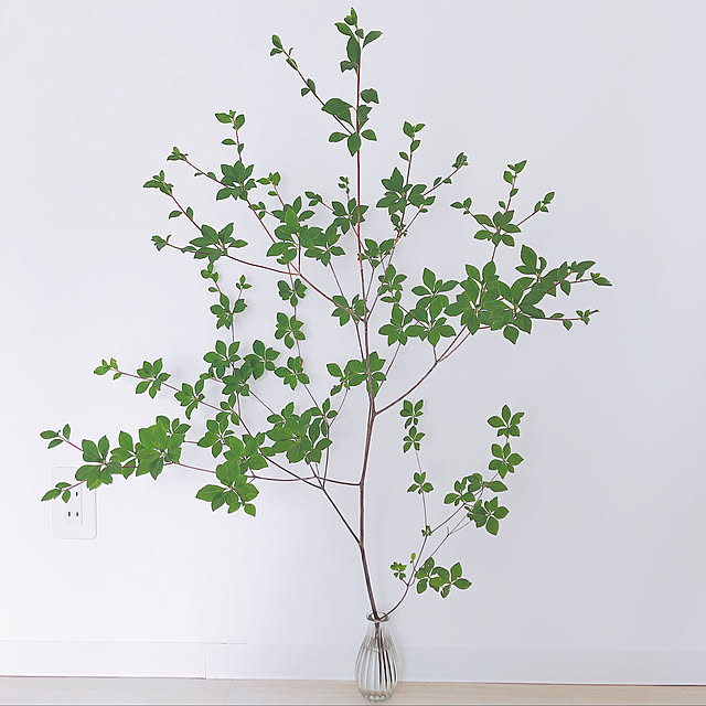1LDK/ドウダンツツジ/一人暮らし/賃貸/観葉植物...などのインテリア実例 - 2019-06-27 08:18:56