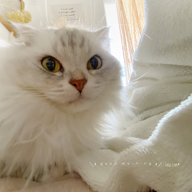 luna.comさんの実例写真
