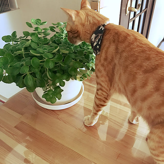 mtkさんの実例写真