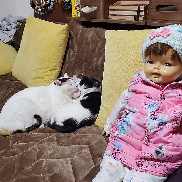 HOTARU.catさんの部屋
