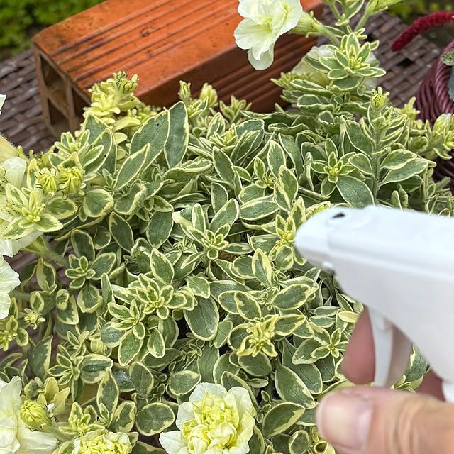 momocchiさんの部屋