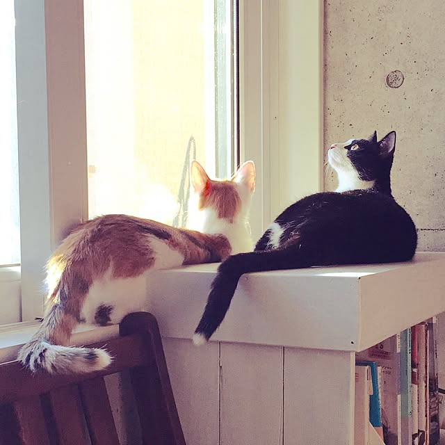 ziziguguさんの実例写真