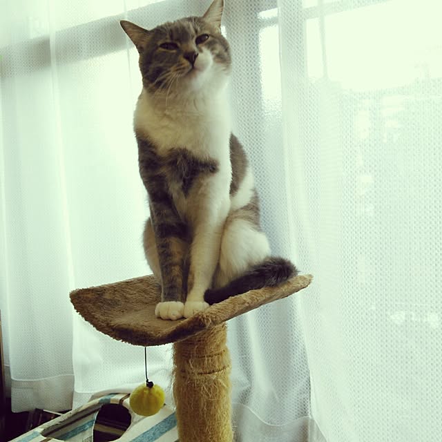 lovepandaさんの実例写真
