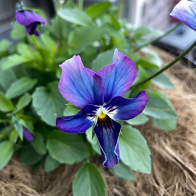 shiropenguinさんの部屋