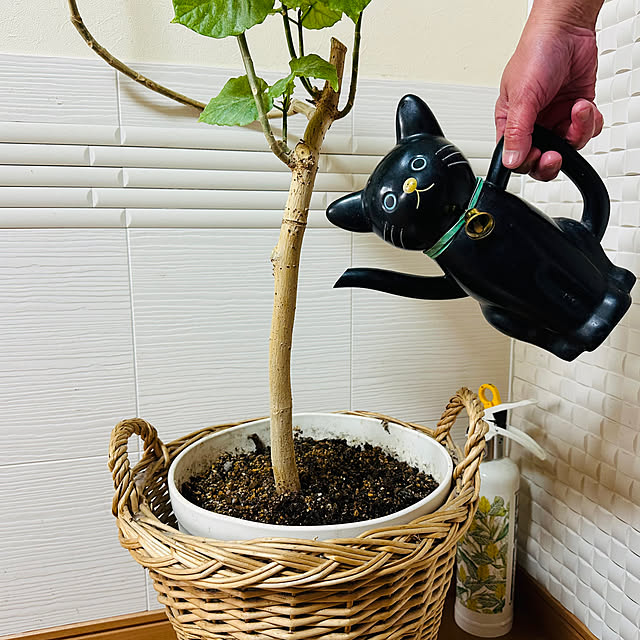 mizucchiさんの実例写真