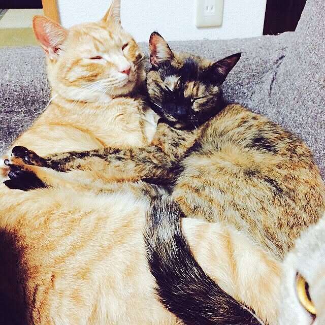 実例写真