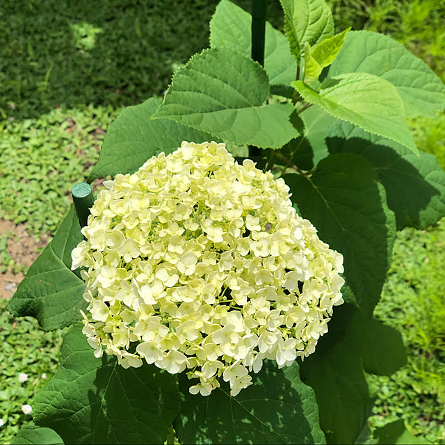 yukiminさんの実例写真