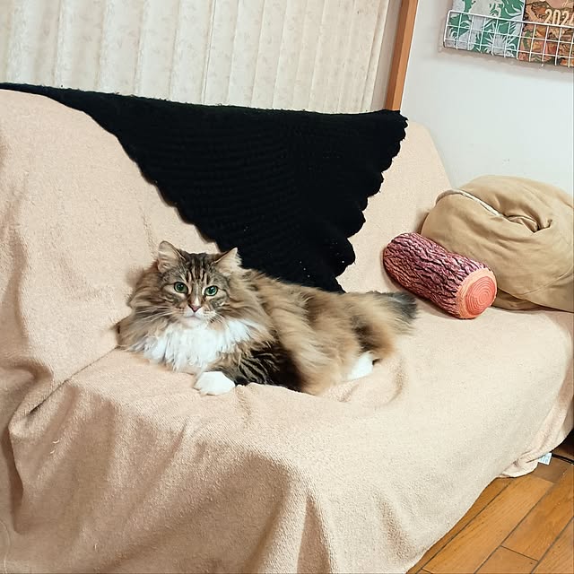 maruwataroさんの実例写真