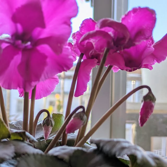 mi-saさんの部屋