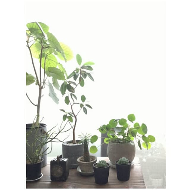 cata_coto_さんの実例写真