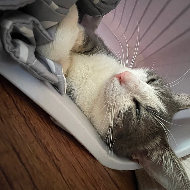 nekosamaさんの実例写真