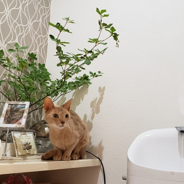 megu.catさんの実例写真