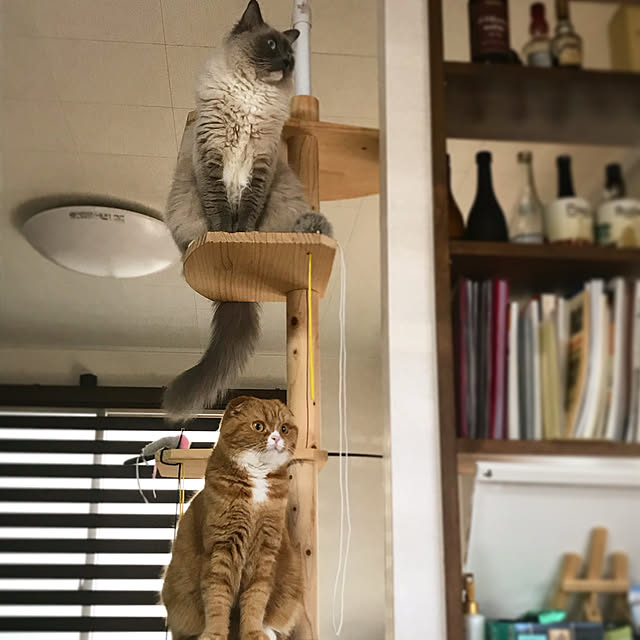 Yumiさんの実例写真