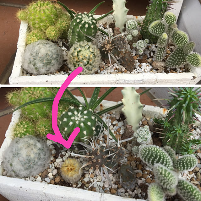実例写真