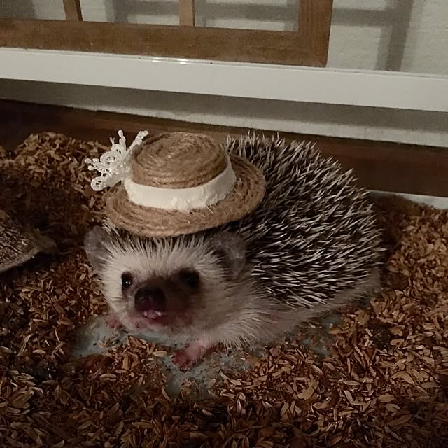 saokoさんの実例写真