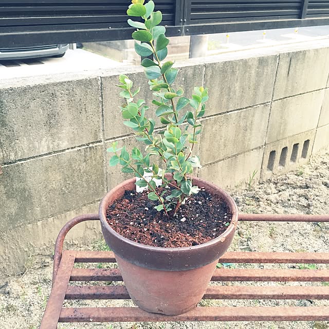 bibianさんの実例写真